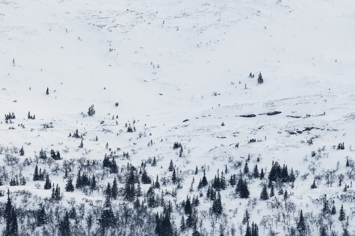 treeline-2026-detail