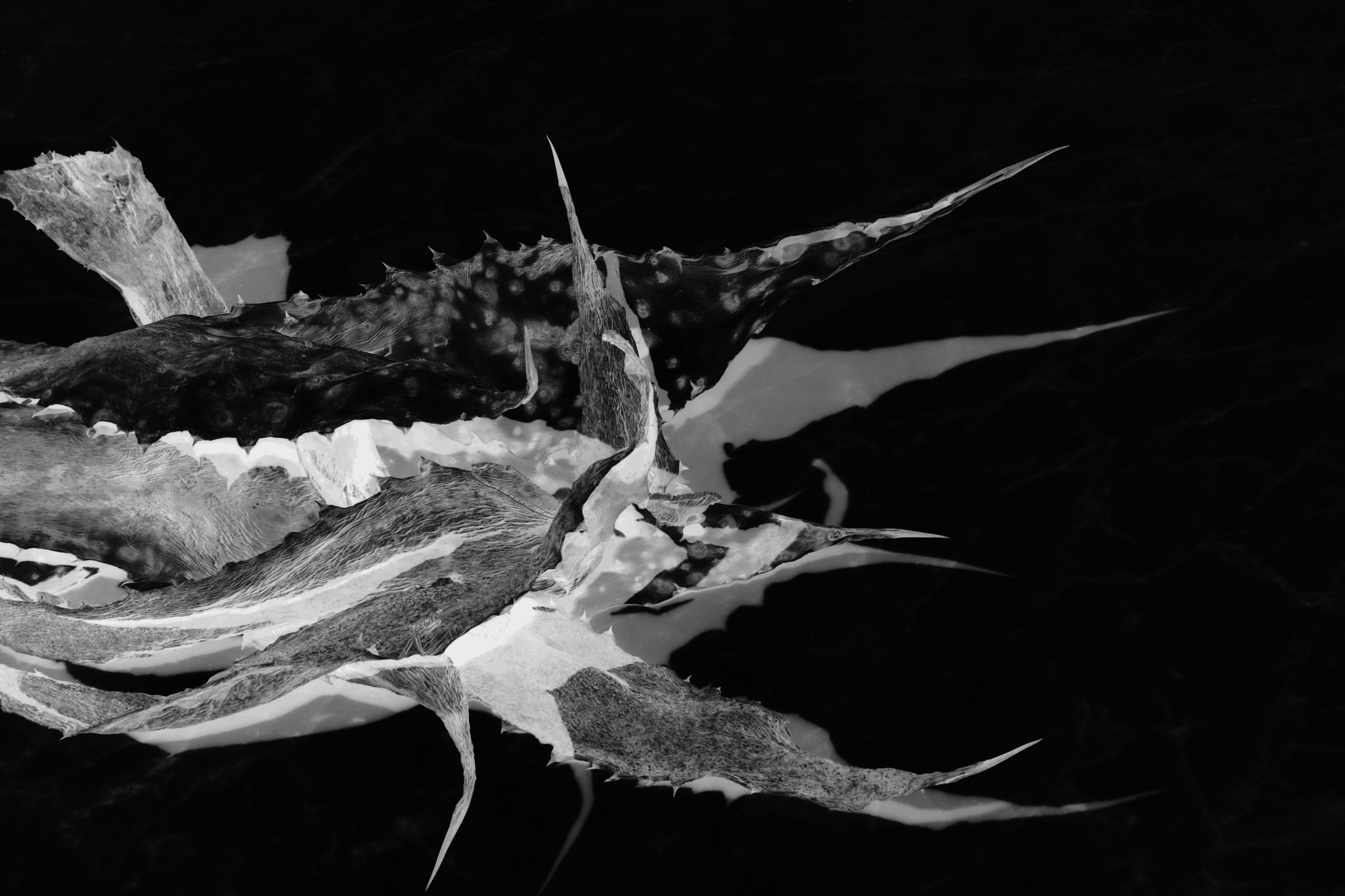 distorsion-2