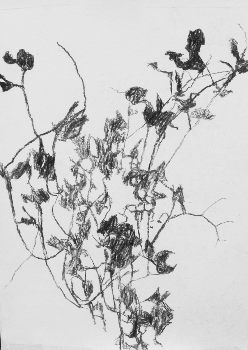 natur-5
