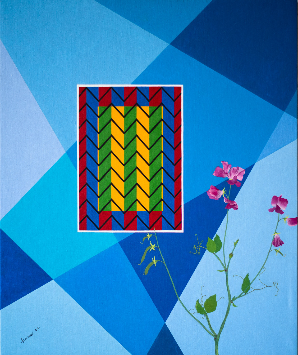 african-sweet-pea