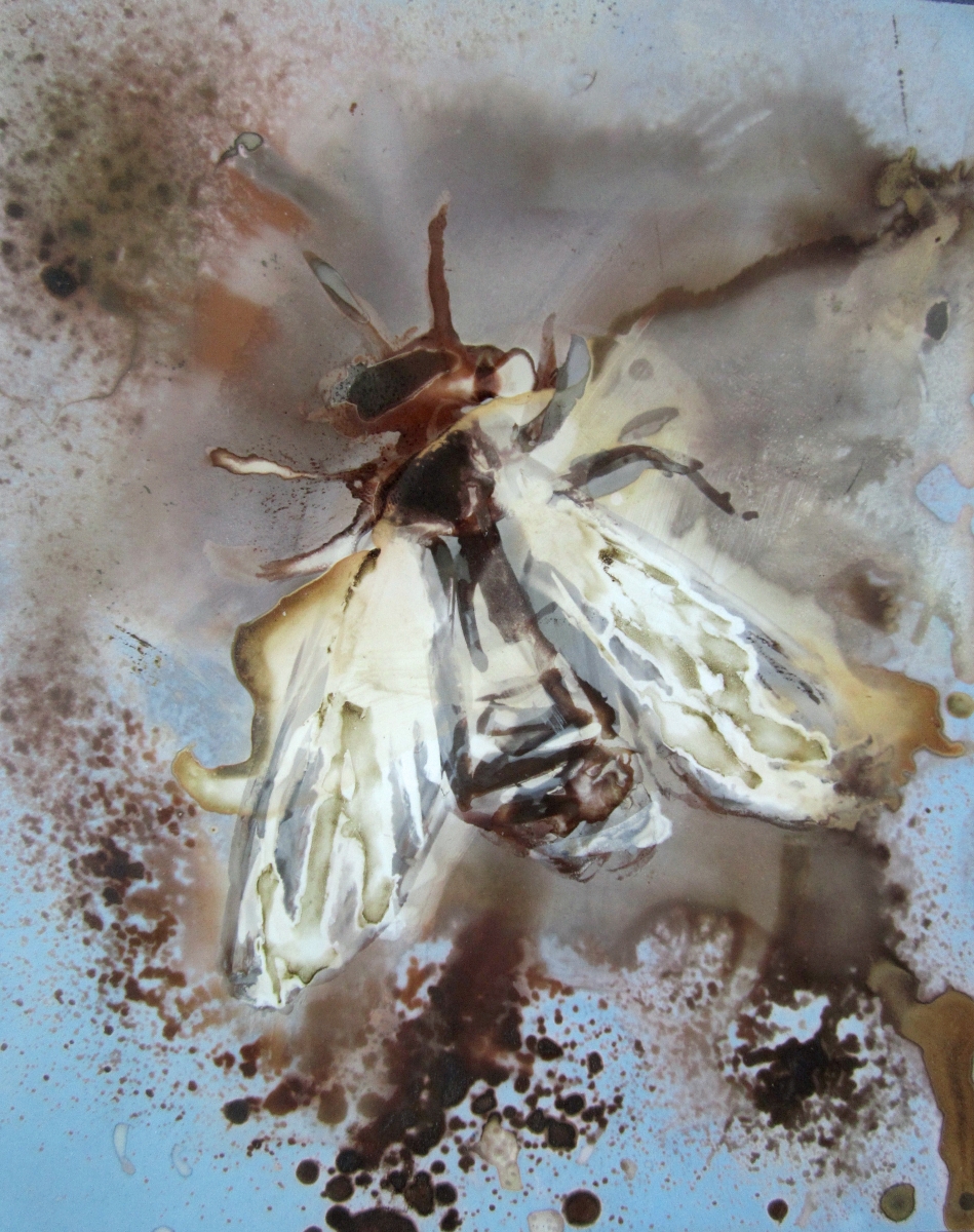 musca-domestica-common-housefly