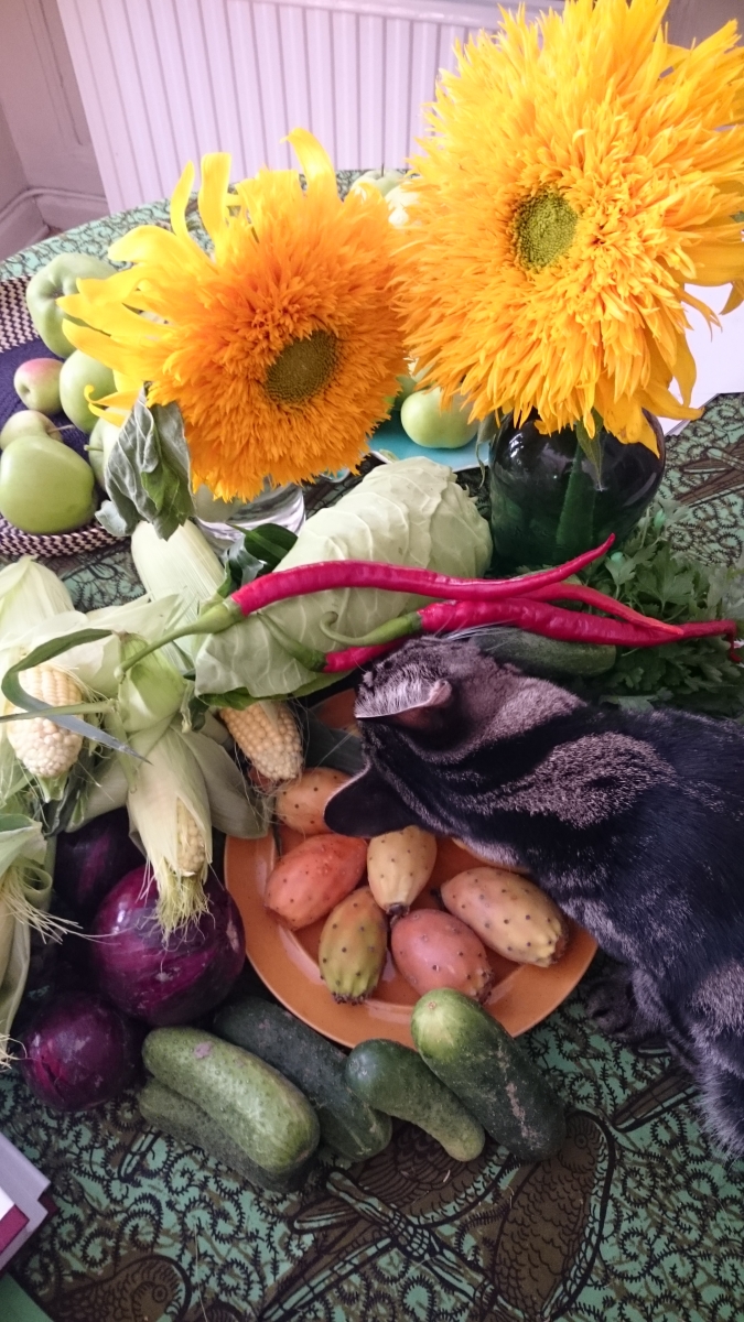 stilleben-sensommarstilleben-med-katt